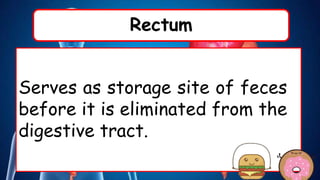 Rectum
Serves as storage site of feces
before it is eliminated from the
digestive tract.
 
