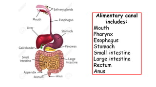 Alimentary canal
includes:
Mouth
Pharynx
Esophagus
Stomach
Small intestine
Large intestine
Rectum
Anus
 
