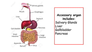 Accessory organ
includes:
Salivary Glands
Liver
Gallbladder
Pancreas
 