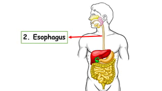 2. Esophagus
 