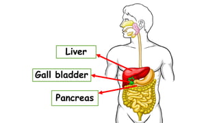Liver
Pancreas
Gall bladder
 