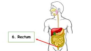 6. Rectum
 