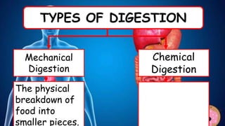 TYPES OF DIGESTION
Mechanical
Digestion
Chemical
Digestion
The physical
breakdown of
food into
smaller pieces.
 