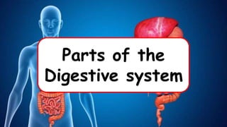 Parts of the
Digestive system
 