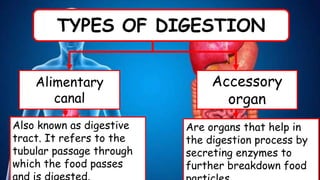TYPES OF DIGESTION
Alimentary
canal
Accessory
organ
Are organs that help in
the digestion process by
secreting enzymes to
further breakdown food
Also known as digestive
tract. It refers to the
tubular passage through
which the food passes
 