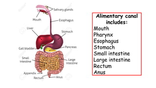 Alimentary canal
includes:
Mouth
Pharynx
Esophagus
Stomach
Small intestine
Large intestine
Rectum
Anus
 