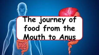 The journey of
food from the
Mouth to Anus
 