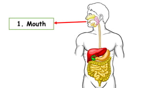 1. Mouth
 