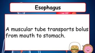 Esophagus
A muscular tube transports bolus
from mouth to stomach.
 