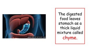 The digested
food leaves
stomach as a
thick liquid
mixture called
chyme.
 