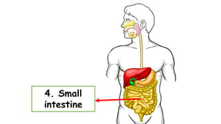4. Small
intestine
 