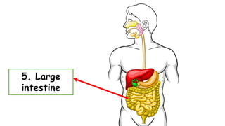 5. Large
intestine
 