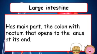 Large intestine
Has main part, the colon with
rectum that opens to the anus
at its end.
 