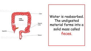Water is reabsorbed.
The undigested
material forms into a
solid mass called
feces.
 
