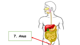 7. Anus
 
