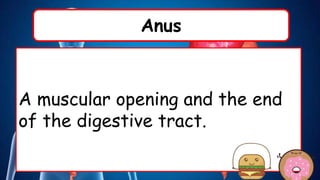 Anus
A muscular opening and the end
of the digestive tract.
 