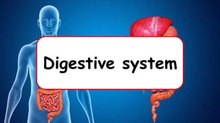 Digestive system
 