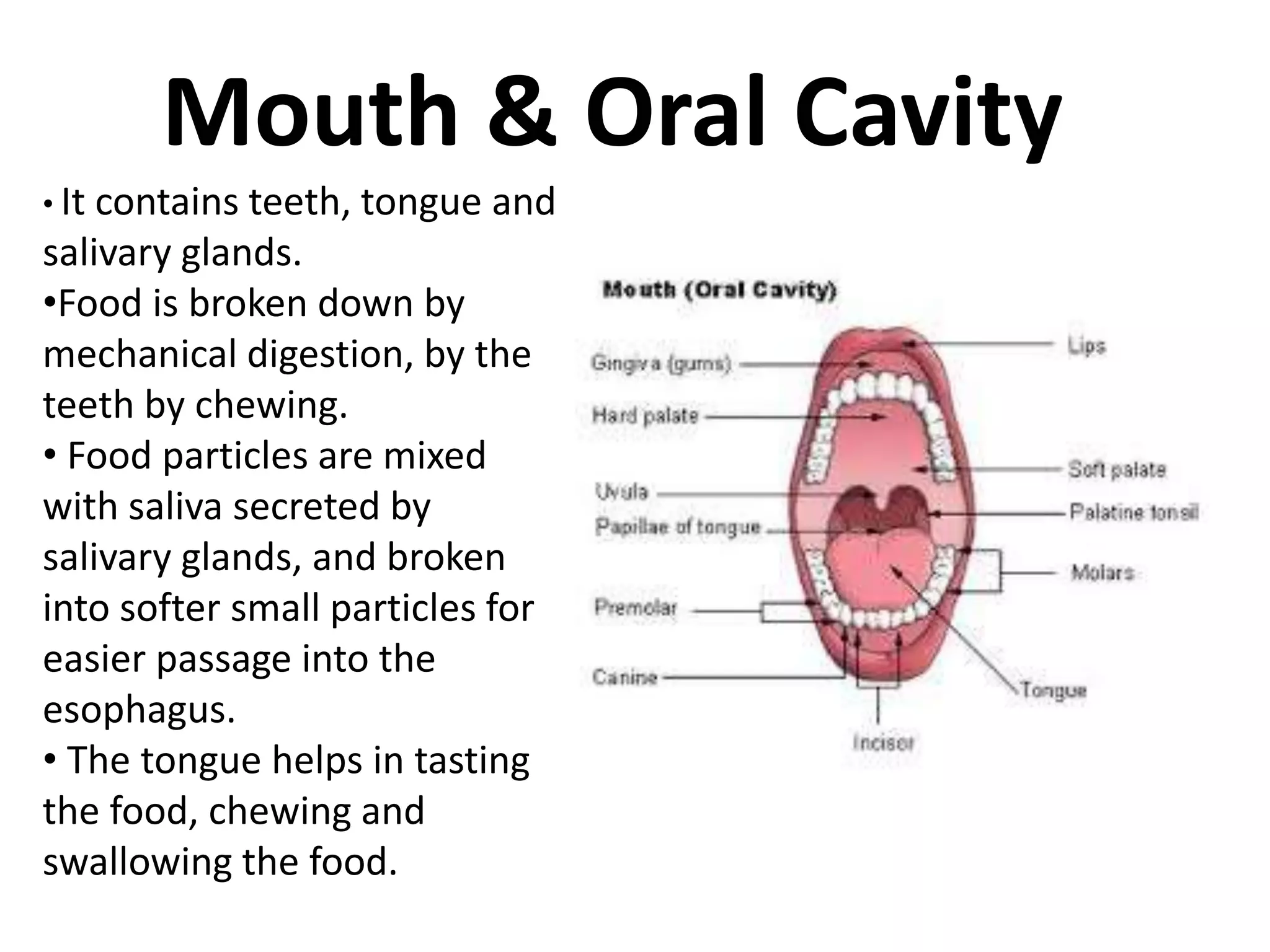 Digestion in the Mouth | MooMooMath and Science, image size:2048x1536