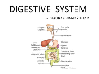 DIGESTIVE SYSTEM
- CHAITRA CHINMAYEE M K
 