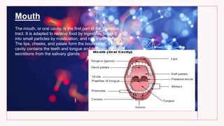 Mouth
The mouth, or oral cavity, is the first part of the digestive
tract. It is adapted to receive food by ingestion, break it
into small particles by mastication, and mix it with saliva.
The lips, cheeks, and palate form the boundaries. The oral
cavity contains the teeth and tongue and receives the
secretions from the salivary glands
 