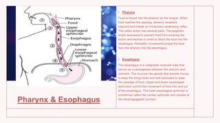 Pharynx & Esophagus
• Pharynx
Food is forced into the pharynx by the tongue. When
food reaches the opening, sensory receptors
respond and initiate an involuntary swallowing reflex.
This reflex action has several parts. The epiglottis
drops downward to prevent food from entering the
larynx and trachea in order to direct the food into the
esophagus. Peristaltic movements propel the food
from the pharynx into the esophagus.
• Esophagus
The esophagus is a collapsible muscular tube that
serves as a passageway between the pharynx and
stomach. The mucosa has glands that secrete mucus
to keep the lining moist and well lubricated to ease
the passage of food. Upper and lower esophageal
sphincters control the movement of food into and out
of the esophagus. The lower esophageal sphincter is
sometimes called the cardiac sphincter and resides at
the esophagogastric junction.
 