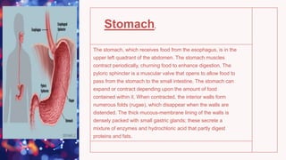 The stomach, which receives food from the esophagus, is in the
upper left quadrant of the abdomen. The stomach muscles
contract periodically, churning food to enhance digestion. The
pyloric sphincter is a muscular valve that opens to allow food to
pass from the stomach to the small intestine. The stomach can
expand or contract depending upon the amount of food
contained within it. When contracted, the interior walls form
numerous folds (rugae), which disappear when the walls are
distended. The thick mucous-membrane lining of the walls is
densely packed with small gastric glands; these secrete a
mixture of enzymes and hydrochloric acid that partly digest
proteins and fats.
Stomach,
 