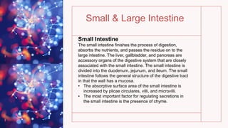 Small & Large Intestine
Small Intestine
The small intestine finishes the process of digestion,
absorbs the nutrients, and passes the residue on to the
large intestine. The liver, gallbladder, and pancreas are
accessory organs of the digestive system that are closely
associated with the small intestine. The small intestine is
divided into the duodenum, jejunum, and ileum. The small
intestine follows the general structure of the digestive tract
in that the wall has a mucosa.
• The absorptive surface area of the small intestine is
increased by plicae circulares, villi, and microvilli.
• The most important factor for regulating secretions in
the small intestine is the presence of chyme.
 