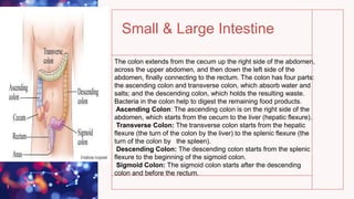 Small & Large Intestine
The colon extends from the cecum up the right side of the abdomen,
across the upper abdomen, and then down the left side of the
abdomen, finally connecting to the rectum. The colon has four parts:
the ascending colon and transverse colon, which absorb water and
salts; and the descending colon, which holds the resulting waste.
Bacteria in the colon help to digest the remaining food products.
Ascending Colon: The ascending colon is on the right side of the
abdomen, which starts from the cecum to the liver (hepatic flexure).
Transverse Colon: The transverse colon starts from the hepatic
flexure (the turn of the colon by the liver) to the splenic flexure (the
turn of the colon by the spleen).
Descending Colon: The descending colon starts from the splenic
flexure to the beginning of the sigmoid colon.
Sigmoid Colon: The sigmoid colon starts after the descending
colon and before the rectum.
 