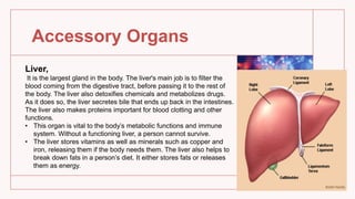 Accessory Organs
Liver,
It is the largest gland in the body. The liver's main job is to filter the
blood coming from the digestive tract, before passing it to the rest of
the body. The liver also detoxifies chemicals and metabolizes drugs.
As it does so, the liver secretes bile that ends up back in the intestines.
The liver also makes proteins important for blood clotting and other
functions.
• This organ is vital to the body’s metabolic functions and immune
system. Without a functioning liver, a person cannot survive.
• The liver stores vitamins as well as minerals such as copper and
iron, releasing them if the body needs them. The liver also helps to
break down fats in a person’s diet. It either stores fats or releases
them as energy.
 