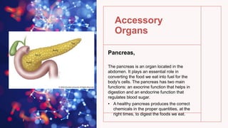 Accessory
Organs
Pancreas,
The pancreas is an organ located in the
abdomen. It plays an essential role in
converting the food we eat into fuel for the
body's cells. The pancreas has two main
functions: an exocrine function that helps in
digestion and an endocrine function that
regulates blood sugar.
• A healthy pancreas produces the correct
chemicals in the proper quantities, at the
right times, to digest the foods we eat.
 