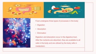 Food undergoes three types of processes in the body:
• Digestion
• Absorption
• Elimination
Digestion and absorption occur in the digestive tract.
After the nutrients are absorbed, they are available to all
cells in the body and are utilized by the body cells in
metabolism.
 