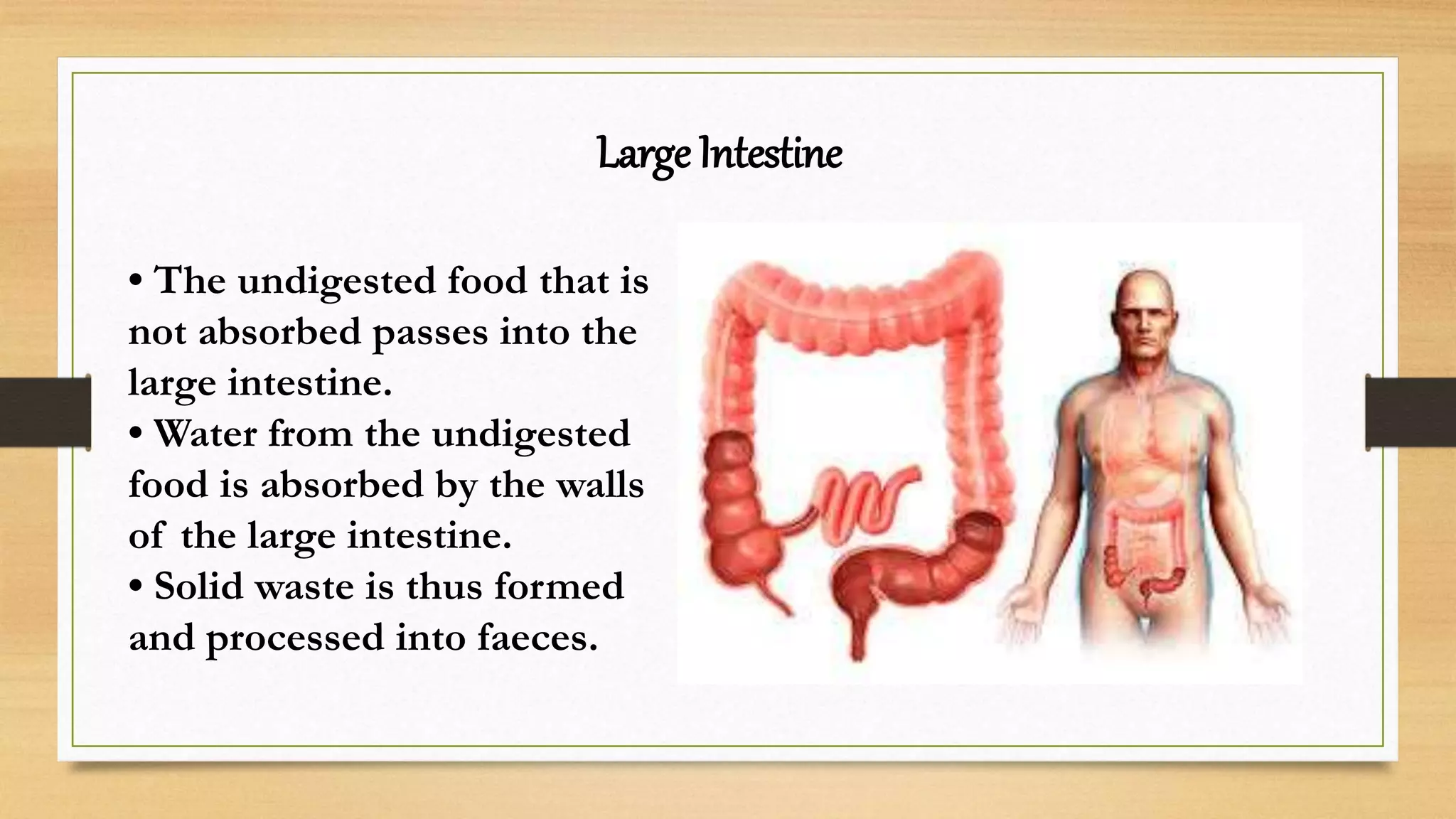 Digestive system - CLASS V | PPTX