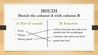 MOUTH
Match the column A with column B
A: Part of mouth
• Teeth
• Tongue
• Salivary gland
B: Function
• roll the food into tiny balls to be
pushed into the oesophagus
• moistens and softens the food
• grinds the food
 