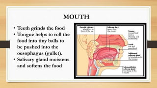 MOUTH
• Teeth grinds the food
• Tongue helps to roll the
food into tiny balls to
be pushed into the
oesophagus (gullet).
• Salivary gland moistens
and softens the food
 
