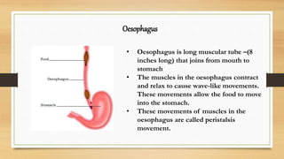 Oesophagus
• Oesophagus is long muscular tube –(8
inches long) that joins from mouth to
stomach
• The muscles in the oesophagus contract
and relax to cause wave-like movements.
These movements allow the food to move
into the stomach.
• These movements of muscles in the
oesophagus are called peristalsis
movement.
 