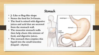 Stomach
• J- Like or Bag-like shape
• Stores the food for 3-4 hours.
• The food is mixed with digestive
juices and acid that are secreted
from the stomach wall.
• The muscular stomach walls
then help churn this mixture of
food, and digestive juices.
• The stomach then empties this
liquid into the small intestine
(Liquid - chyme)
 
