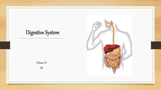 Digestive System
Class V
D
 