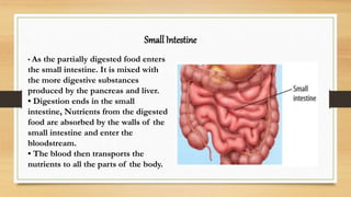 Small Intestine
• As the partially digested food enters
the small intestine. It is mixed with
the more digestive substances
produced by the pancreas and liver.
• Digestion ends in the small
intestine, Nutrients from the digested
food are absorbed by the walls of the
small intestine and enter the
bloodstream.
• The blood then transports the
nutrients to all the parts of the body.
 