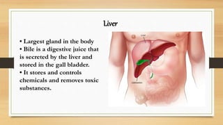 Liver
• Largest gland in the body
• Bile is a digestive juice that
is secreted by the liver and
stored in the gall bladder.
• It stores and controls
chemicals and removes toxic
substances.
 