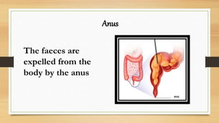 Anus
The faeces are
expelled from the
body by the anus
 
