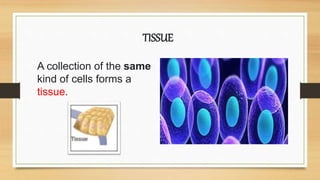 A collection of the same
kind of cells forms a
tissue.
TISSUE
 