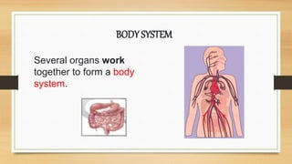 Several organs work
together to form a body
system.
BODY SYSTEM
 
