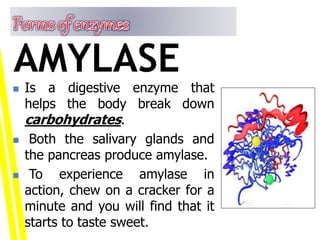  Is a digestive enzyme that
helps the body break down
carbohydrates.
 Both the salivary glands and
the pancreas produce amylase.
 To experience amylase in
action, chew on a cracker for a
minute and you will find that it
starts to taste sweet.
AMYLASE
 