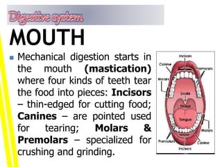  Mechanical digestion starts in
the mouth (mastication)
where four kinds of teeth tear
the food into pieces: Incisors
– thin-edged for cutting food;
Canines – are pointed used
for tearing; Molars &
Premolars – specialized for
crushing and grinding.
MOUTH
 