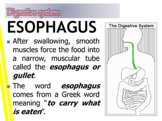  After swallowing, smooth
muscles force the food into
a narrow, muscular tube
called the esophagus or
gullet.
 The word esophagus
comes from a Greek word
meaning “to carry what
is eaten”.
ESOPHAGUS
 