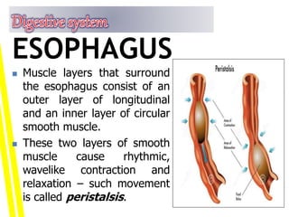  Muscle layers that surround
the esophagus consist of an
outer layer of longitudinal
and an inner layer of circular
smooth muscle.
 These two layers of smooth
muscle cause rhythmic,
wavelike contraction and
relaxation – such movement
is called peristalsis.
ESOPHAGUS
 