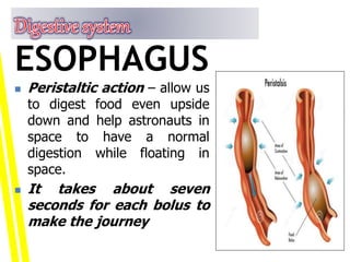  Peristaltic action – allow us
to digest food even upside
down and help astronauts in
space to have a normal
digestion while floating in
space.
 It takes about seven
seconds for each bolus to
make the journey
ESOPHAGUS
 