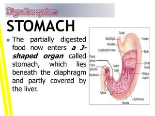  The partially digested
food now enters a J-
shaped organ called
stomach, which lies
beneath the diaphragm
and partly covered by
the liver.
STOMACH
 