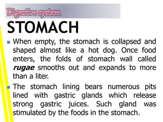  When empty, the stomach is collapsed and
shaped almost like a hot dog. Once food
enters, the folds of stomach wall called
rugae smooths out and expands to more
than a liter.
 The stomach lining bears numerous pits
lined with gastric glands which release
strong gastric juices. Such gland was
stimulated by the foods in the stomach.
STOMACH
 