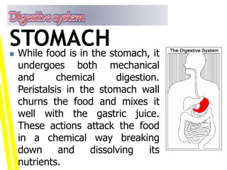  While food is in the stomach, it
undergoes both mechanical
and chemical digestion.
Peristalsis in the stomach wall
churns the food and mixes it
well with the gastric juice.
These actions attack the food
in a chemical way breaking
down and dissolving its
nutrients.
STOMACH
 